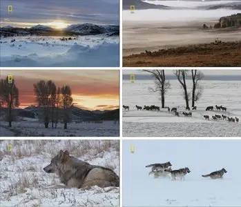 National Geographic: In the Valley of the Wolves (2009)