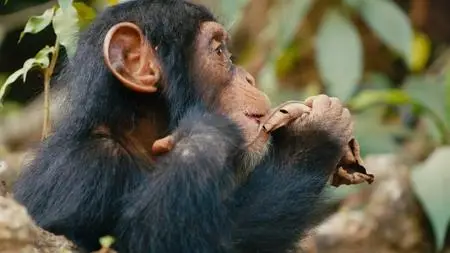 BBC - Baby Chimp Rescue (2020)