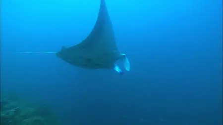 HDScape: HDWindow - Visions of the Sea - Explorations / HD Scape: Морские Виды (2006) [ReUp]