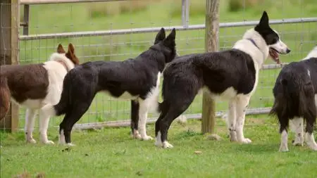 BBC Our Lives - The World's Most Expensive Sheepdogs (2022)