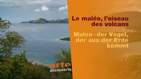 (Arte) Le maléo, l'oiseau des volcans (2009){Re-UP}