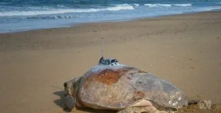 ABC - Lost Years A Sea Turtle Odyssey (2014)