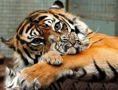 Beautiful  pictures
