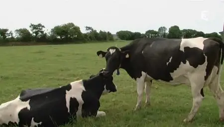 (Fr3) Adieu veau, vache, cochon, couvée (2012)