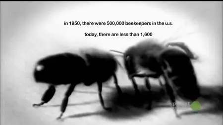 The Last Beekeeper (2009)