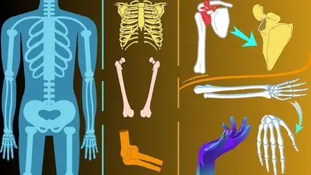 Anatomy Of Upeer Limb : Part 1