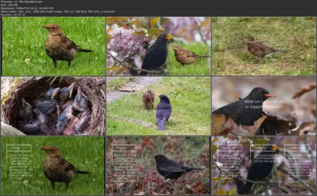 Wildlife gardening - habitats