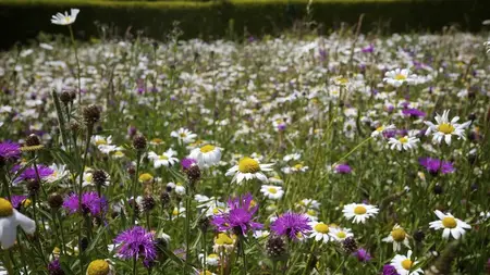 Wildlife gardening - habitats