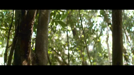 Che: Part One (2008)