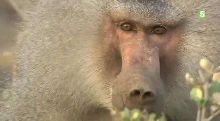 (Fr5) Les babouins de la vallée du Rift (2013)