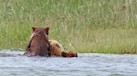 Bears (2014)