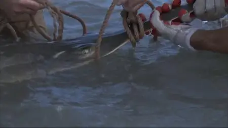 Australia's Most Dangerous (2019)