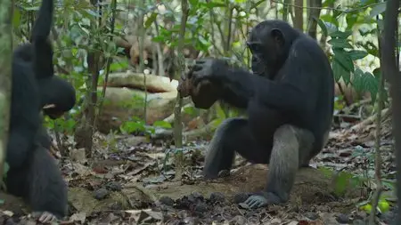 Disney Nature - Chimpanzee (2012)