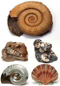 Stones and cockleshells