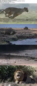 African Cats (2011)