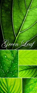 Stock Photo - Green Leaf