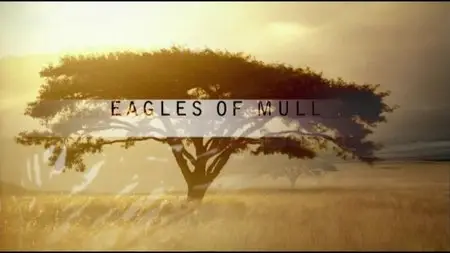 PBS - Nature: Eagles of Mull (2005)