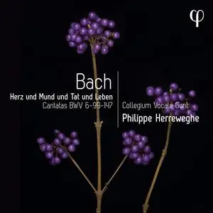 Collegium Vocale Gent & Philippe Herreweghe - Herz und Mund und Tat und Leben - Bach: Cantatas BWV 6-99-147 (2023) [24/96]