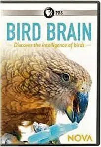 PBS - Nova: Bird Brain (2021)