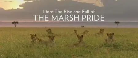 BBC - Lion: The Rise and Fall of the Marsh Pride (2022)