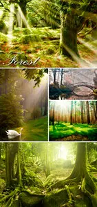Stock Photo - Misty Forest