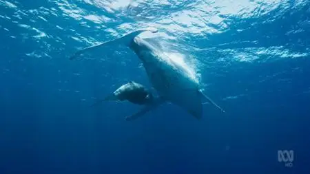 ABC - Australia's Ocean Odyssey: A Journey Down The East Australian Current: The Tropics (2020)