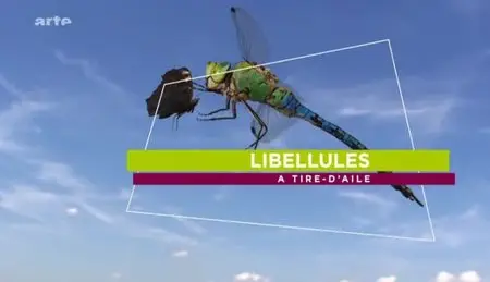(Arte) Libellules, à tire-d'ailes (2012)