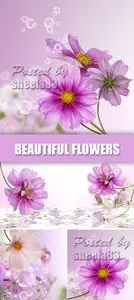 Stock Photo - Jentle Flowers Cards