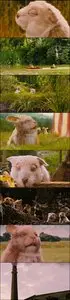 Tales of the Riverbank (2008)
