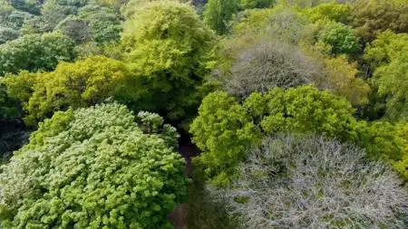Judi Dench: My Passion For Trees (2017)