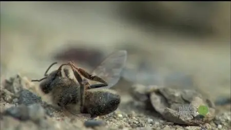 The Last Beekeeper (2009)