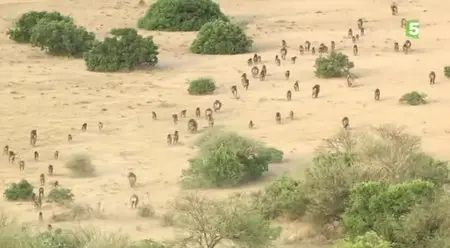(Fr5) Les babouins de la vallée du Rift (2013)
