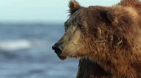 Bears (2014)