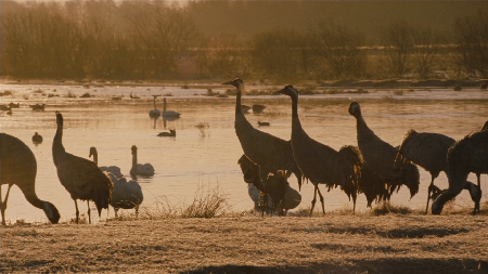 Animals in Love / Les animaux amoureux(2007)