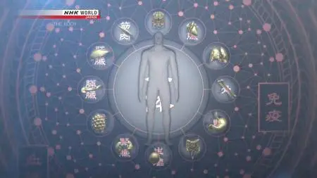 NHK Documentary - THE BODY: Our Remarkable Inner Network (2018)