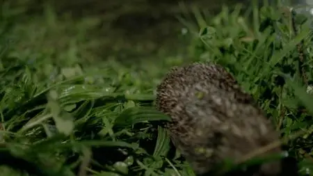 Wild Britain S01E08