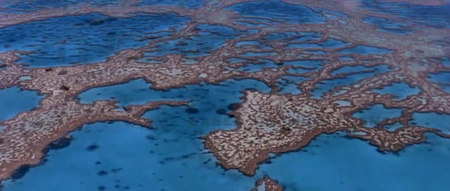 The Reef (2010)