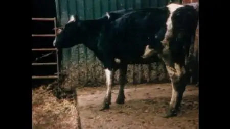 Mad Cow Disease: The Great British Beef Scandal (2019)