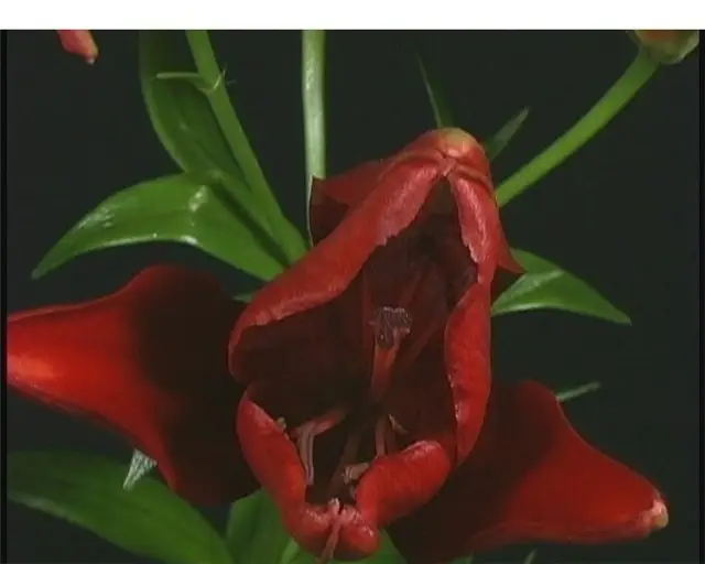 Flower Footage on Black Background