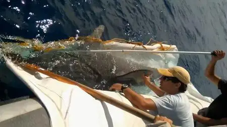 Shark Movers: Deadly Cargo (2019)