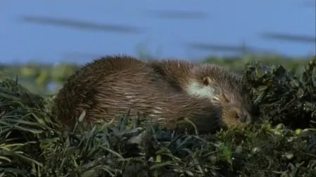 PBS - Nature: Eagles of Mull (2005)