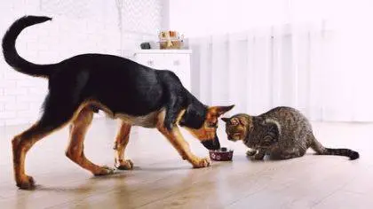 Dog Training - Part 1: Natural Raw Food Diet For Dogs & Cats