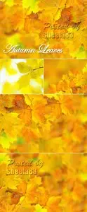 Stock Photo - Autumn Leaves Backgrounds 2