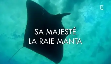 (Fr5) Sa majesté la raie manta (2013)