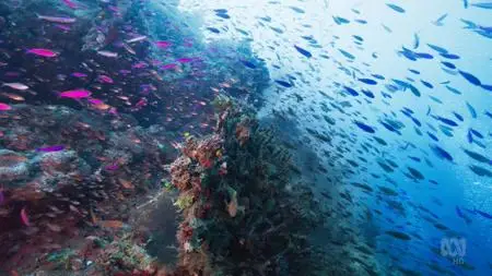 ABC - Australia's Ocean Odyssey: A Journey Down The East Australian Current: The Tropics (2020)