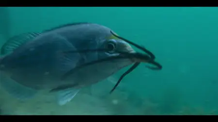 Our Oceans S01E03