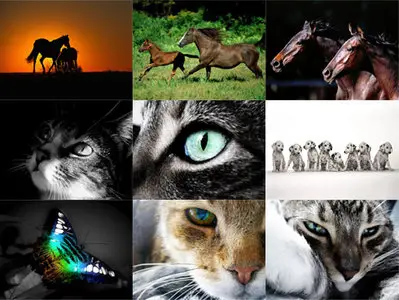 Wallpapers  Animals