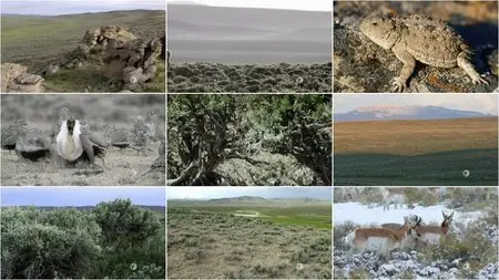 PBS - Nature: The Sagebrush Sea (2015)