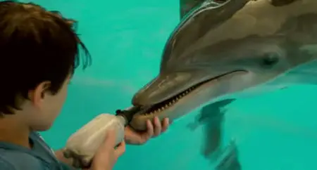 L'incredibile storia di Winter il delfino (2011)
