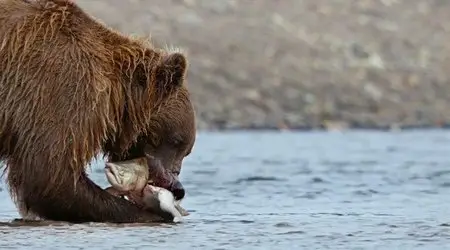Bears (2014)